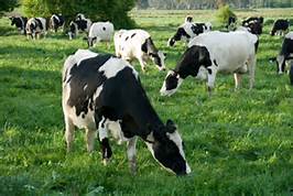 élevage, vaches laitières, fromagerie, eaux blanches, agricole, effluents d'élevage